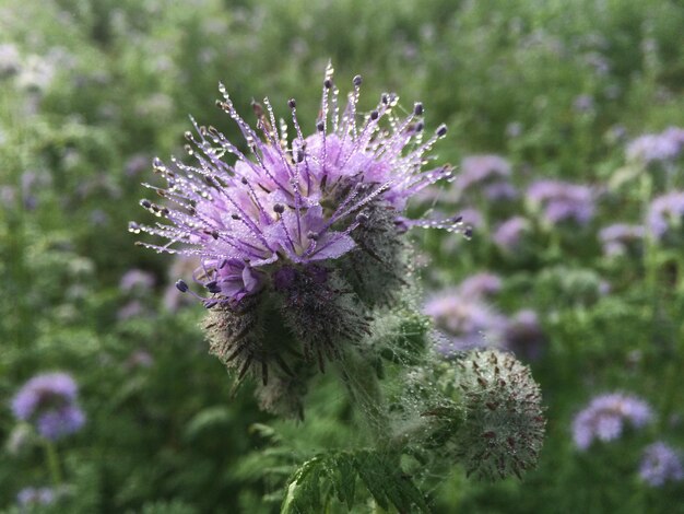 Photo close-up of thistle flower