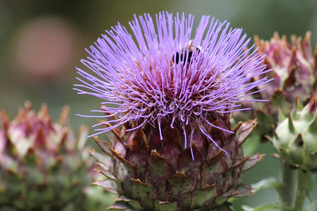 Foto prossimo piano del fiore di cardo