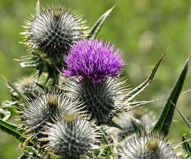 Close-up of thistle flower