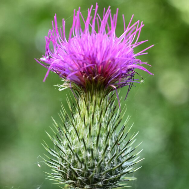 Close-up of thistle flower