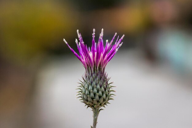 Photo close-up of thistle flower