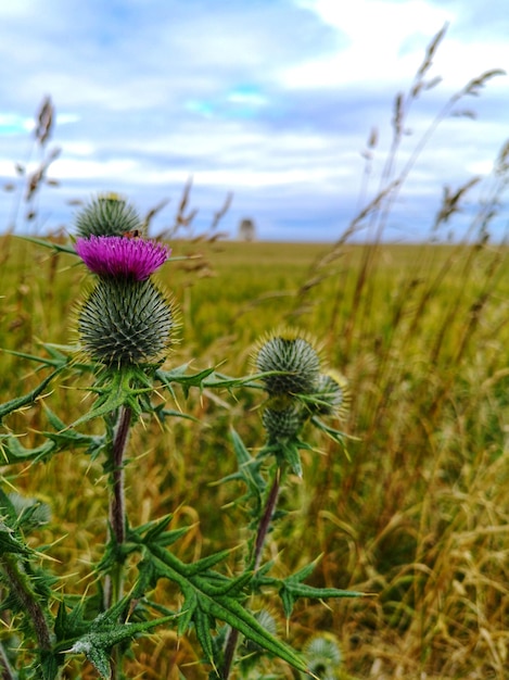 Foto prossimo piano dei fiori di cardo sul campo