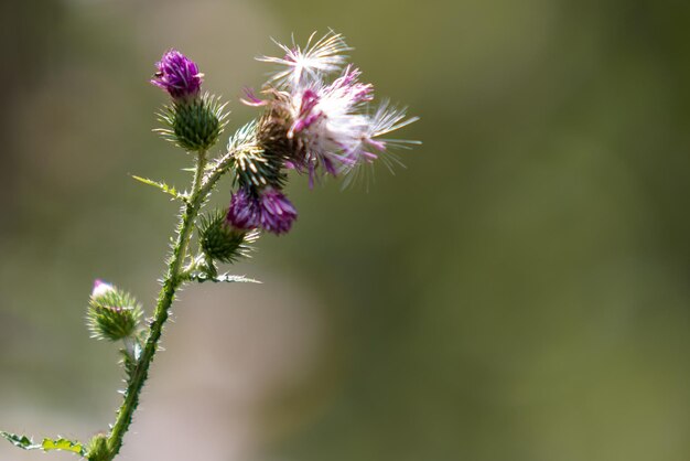 Photo close-up of thistle flowers