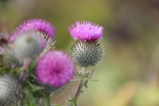 Foto prossimo piano dei fiori di cardo