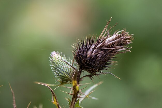 Foto prossimo piano del cardo sulla pianta