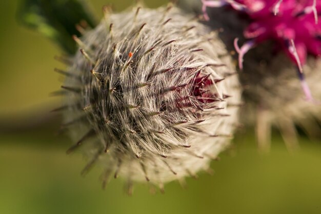 Photo close-up of thistle