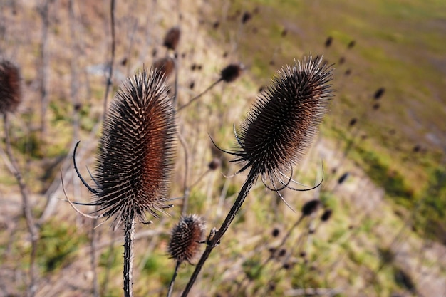 Foto prossimo piano del cardo