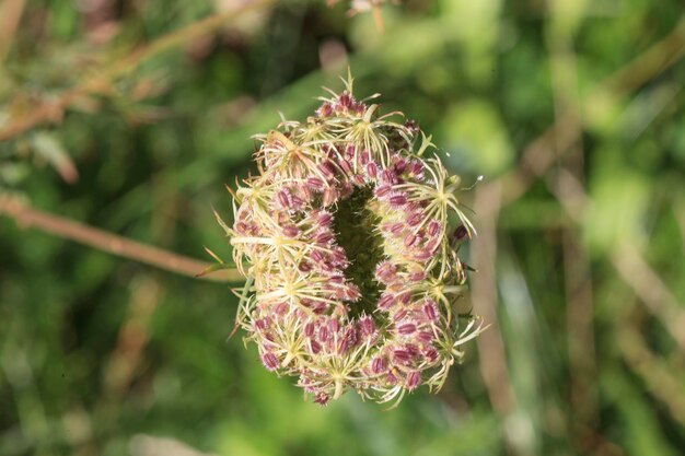 Photo close-up of thistle