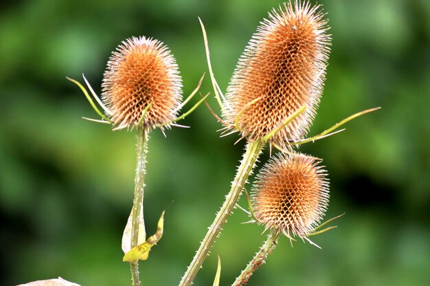 Close-up of thistle