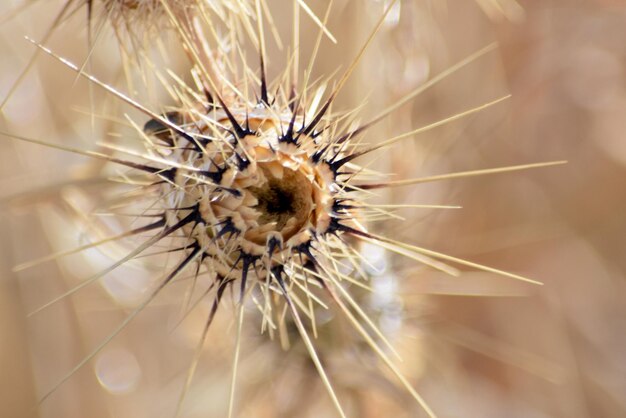 Photo close-up of thistle