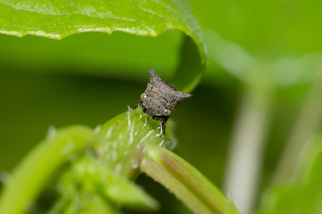 Close up Thorn Mimic Treehopper