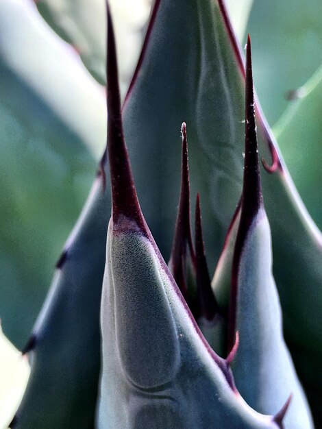 Photo close-up of thorns on cactus