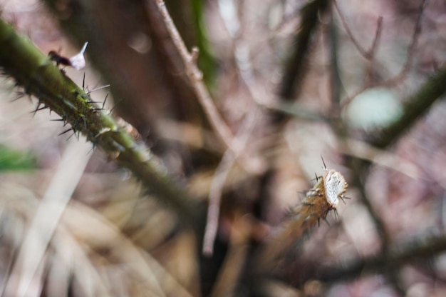 植物の茎の棘のクローズアップ