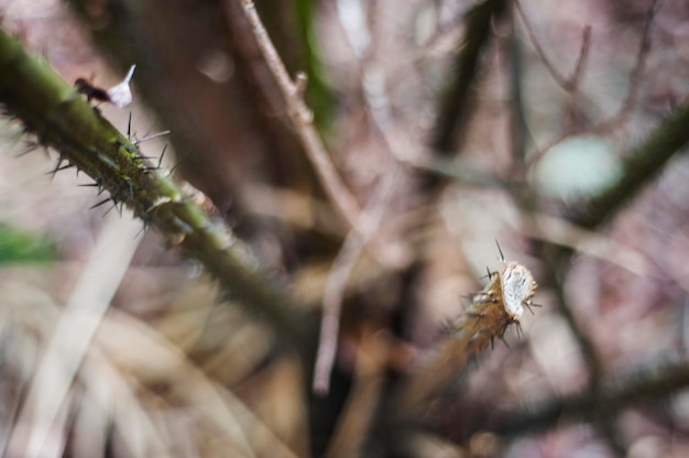 Photo close-up of thorns on plant stems