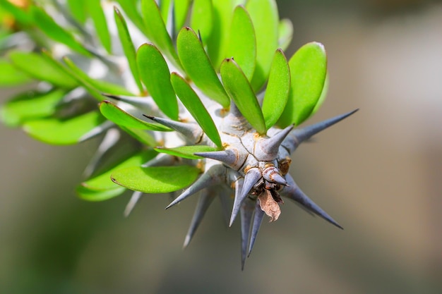 Photo close-up of thorns on succulent plant