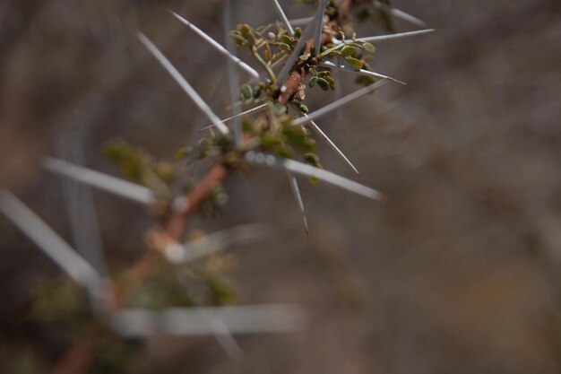 Close-up of thorny plant