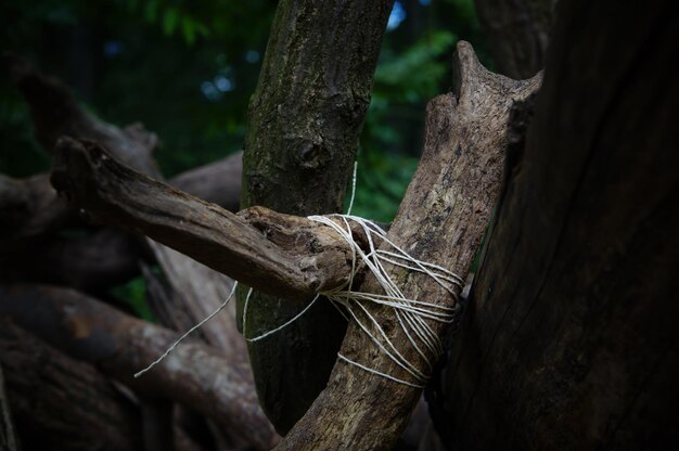 Foto close-up di un filo legato al tronco di un albero