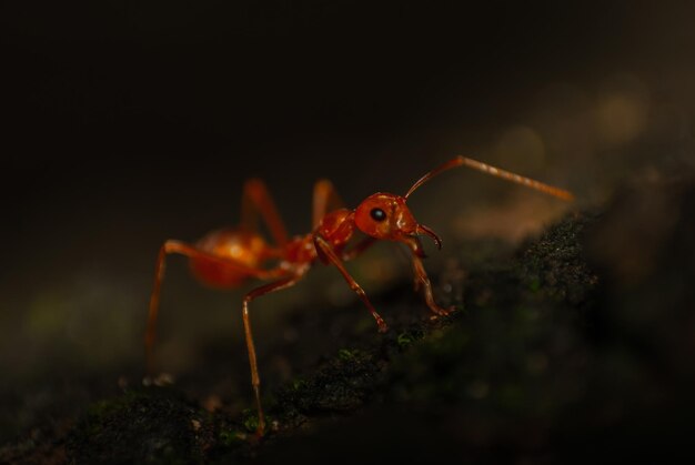 Foto prossimo piano di una formica di fuoco minacciata