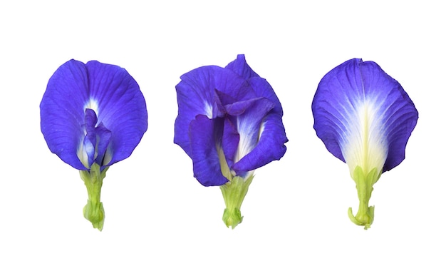 Close-up three butterfly pea flowers  isolated on white background. Clipping path.