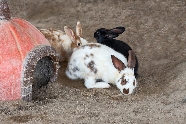 Close up three rabbits.