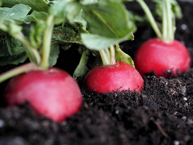 Close up of three red radishes growing in the soil