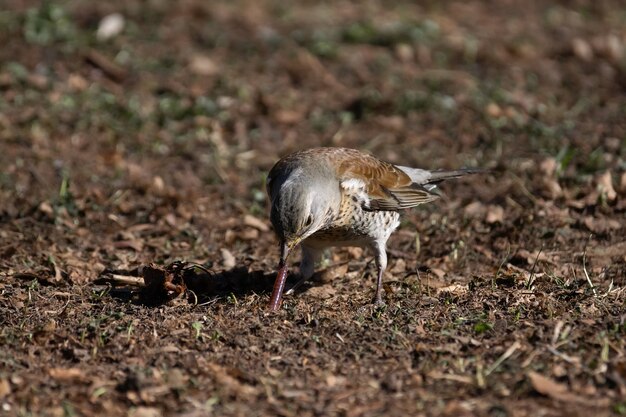 Close up on thrush fieldfare eating a worm