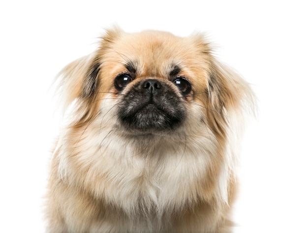 Close-up of a Tibetan Spaniel, isolated on white,