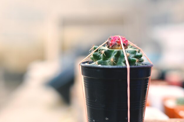 Close-up of tied potted cactus plant