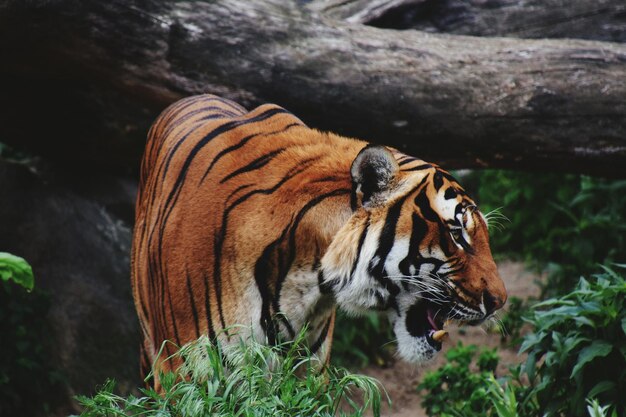 Foto prossimo piano di una tigre contro le piante