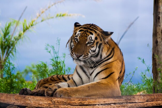 Foto close-up di una tigre contro il cielo