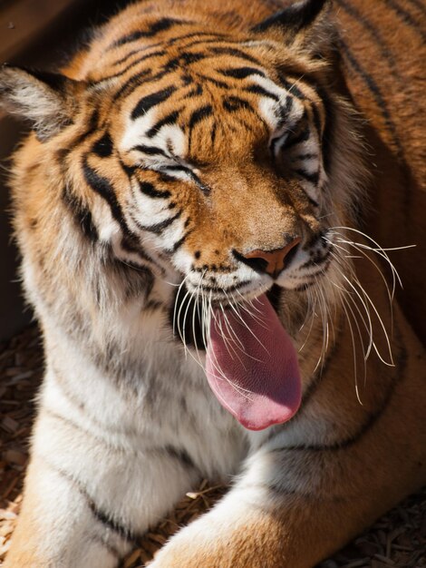 Close up of tiger in captivity.