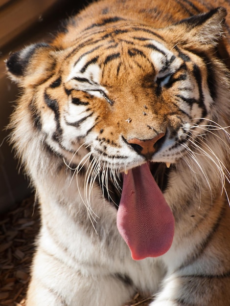 Photo close up of tiger in captivity.