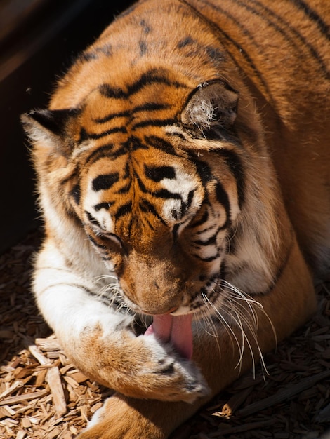 Photo close up of tiger in captivity.