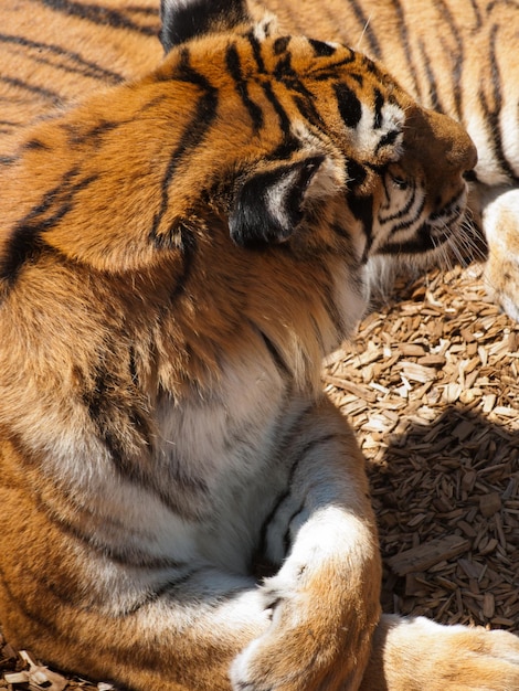 Primo piano di una tigre in cattività.