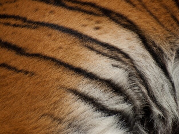 Close up of tiger in captivity.