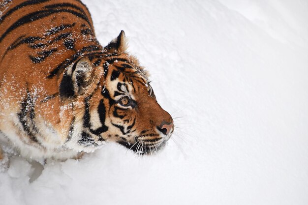 Photo close-up of tiger during winter