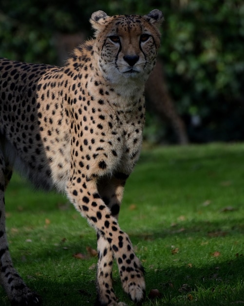 Photo close-up of tiger on field