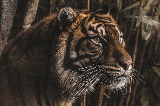 Close-up of tiger in forest