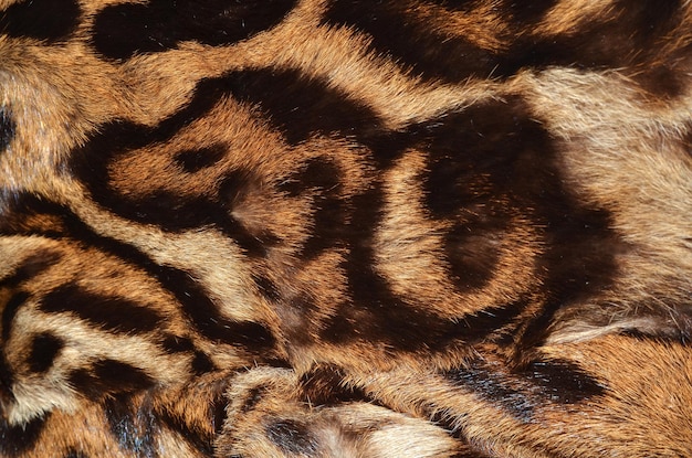 A close up of a tiger fur