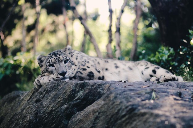 Foto close-up di una tigre sdraiata su una roccia