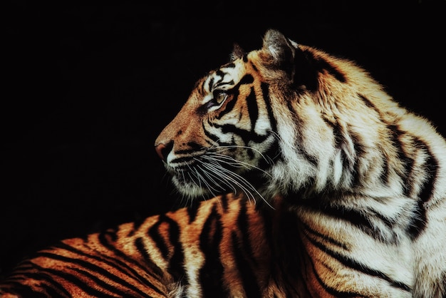 Крупным планом на тигра Panthera tigris sumatrae на черном фоне