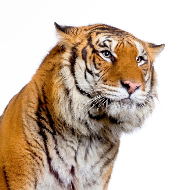 Close-up on a Tiger's face isolated.