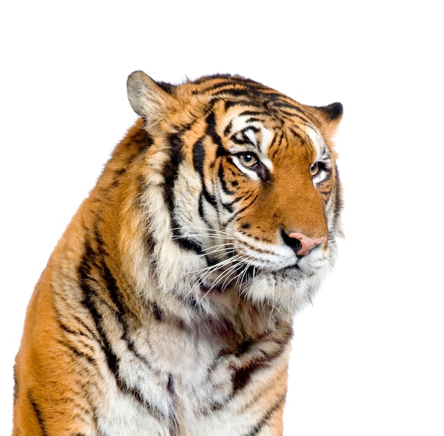 Close-up on a tiger's face isolated