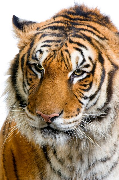 This is a tiger portrait. This menacing tiger have great orange