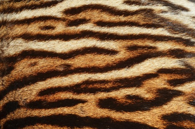 A close up of a tiger skin with a pattern of stripes.