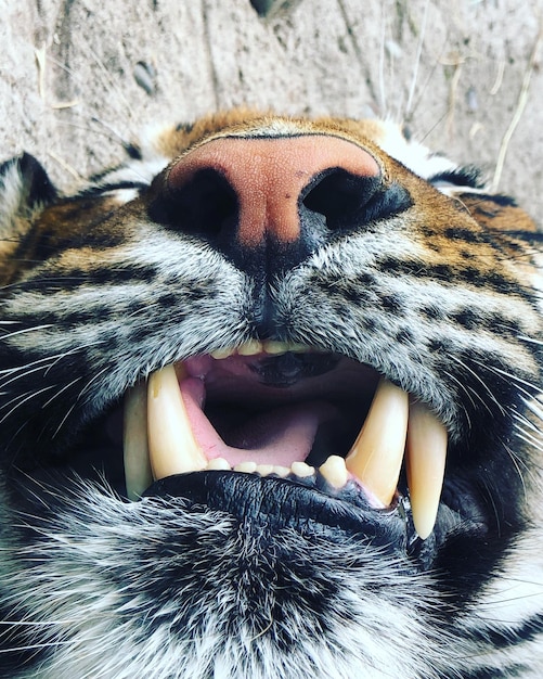 Foto prossimo piano dei denti di tigre