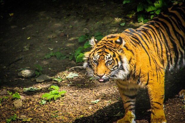 Photo close-up of tiger walking outdoors