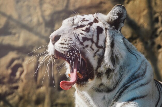 Close-up of tiger yawning