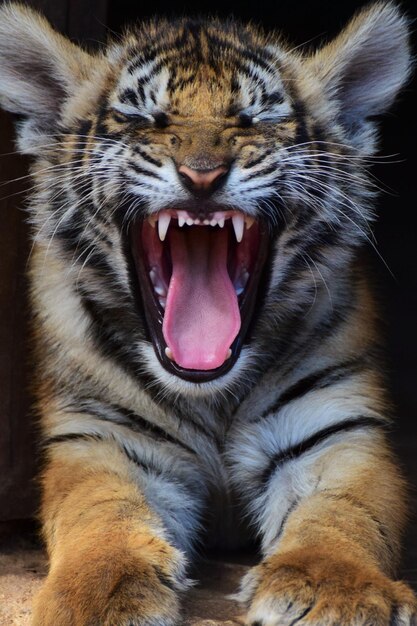 Close-up of tiger yawning