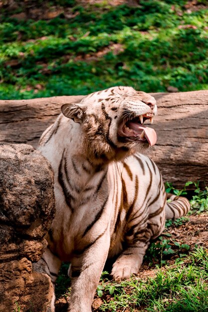 Photo close-up of tiger